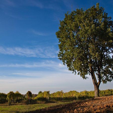 Le Stanze Di Bacco Villa Monteveglio Buitenkant foto