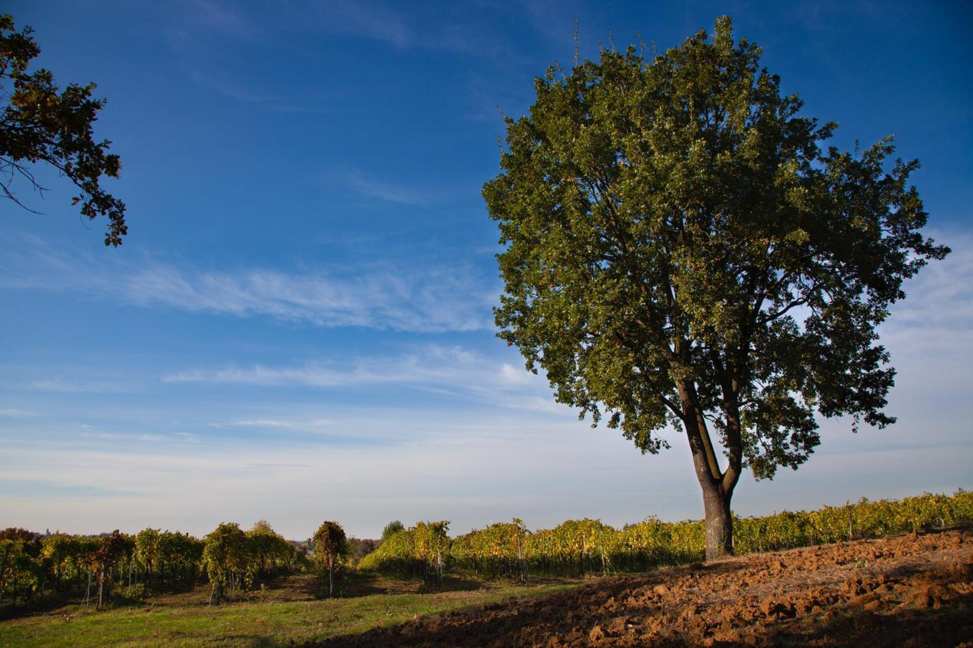 Le Stanze Di Bacco Villa Monteveglio Buitenkant foto